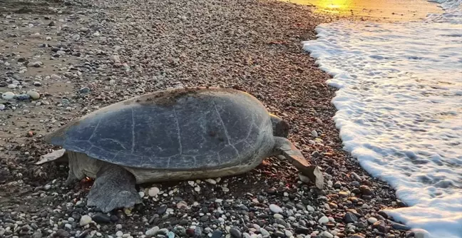 Yeşil deniz kaplumbağaları ve caretta carettalar Mersin kumsallarına yumurta bırakmaya başladı