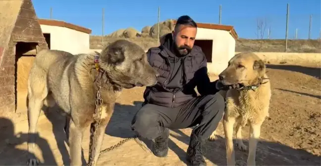 Kangal Çoban Köpekleri Orta Doğu'ya İhraç Ediliyor