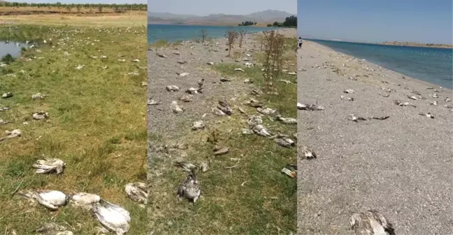 Binlerce Martı Açlıktan Öldü