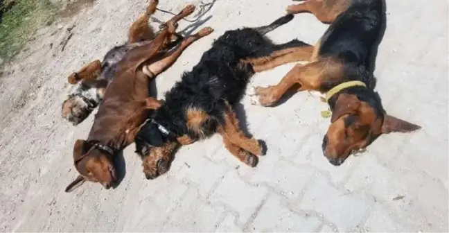 Kütahya'da Zehirlenen 10 Köpek Öldü