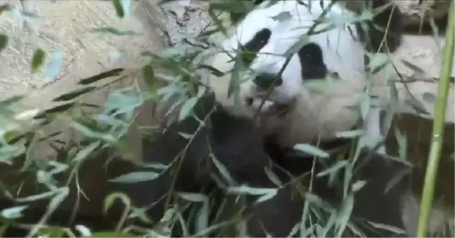 Fransa'da Doğan İlk Panda Bir Aylık Oldu