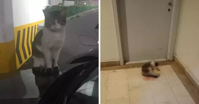 Kediye işkence ederek öldüren İbrahim Keloğlan hakkında verilen karar kaldırıldı mı?