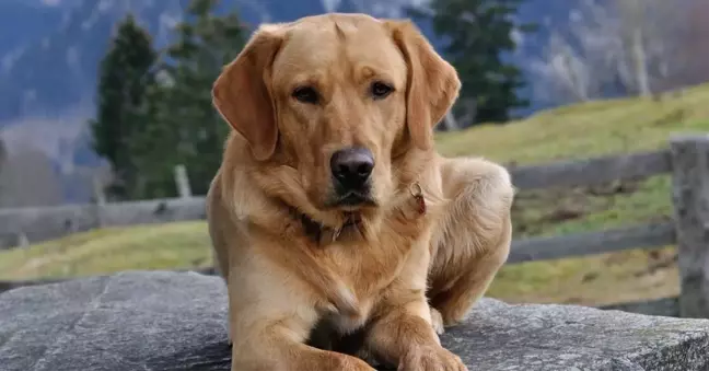 Tuvalette köpeği istismar ederken suçüstü yakalandı! Olay nerede oldu? Olay ne?