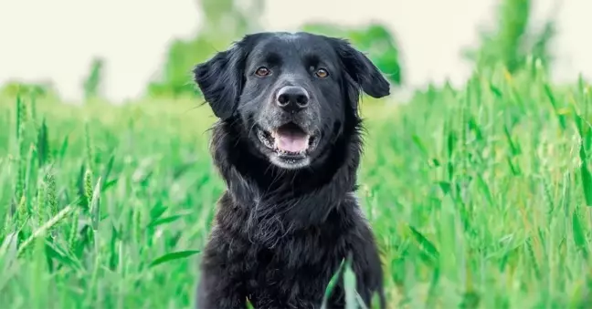 Köpek toplamayan belediye başkanına üç yıla kadar hapis! Sokak köpekleriyle ilgili düzenleme yayınlandı mı? Sokak köpekleri uyutulacak mı?