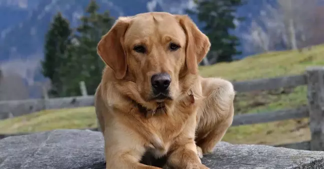 Başıboş köpeklerle ilgili teklif TBMM'ye sunuldu mu? Sokak köpekleri uyutulacak mı? Ötenazi ne demek?