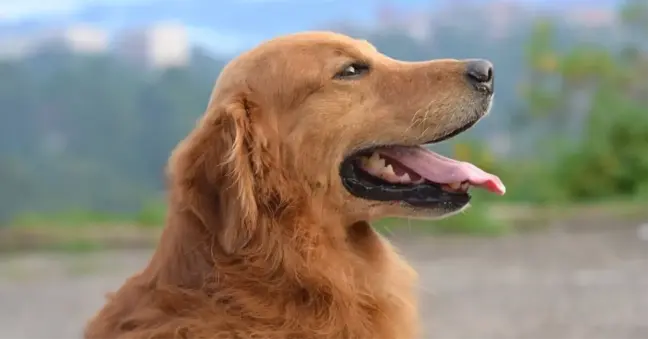 Sokak hayvanları yasası maddeleri nedir? Sokak köpekleri uyutulacak mı?