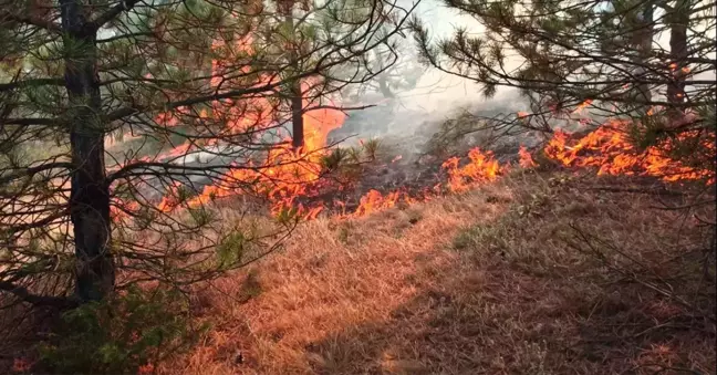 Yozgat'ın Çekerek ilçesinde çıkan yangın kontrol altına alındı