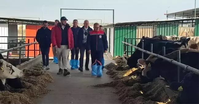 Aydın'da Çiftlikler İncelendi, Hayvancılık Gelişiyor