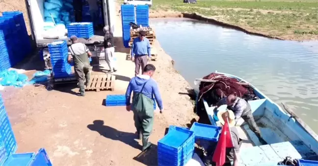 Çekerek Barajı'ndan Avrupa'ya Gümüş Balık İhracı