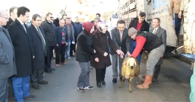 Kastamonu'da 9 Genç Çiftçiye 360 Koyun Verildi