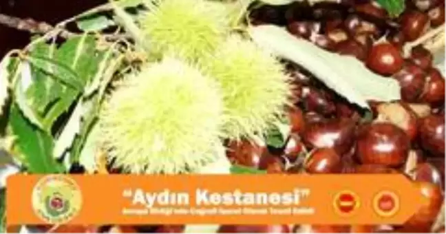 Aydın Kestanesi Avrupa Birliği'nde Coğrafi İşaret olarak tescil edildi
