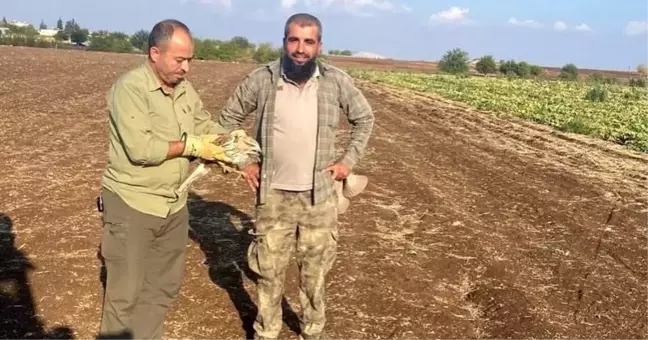 Adıyaman'da Yaralı Kızıl Şahin Tedavi Altına Alındı