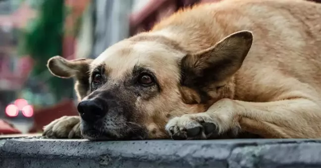 Altındağ'da ne oldu? Ankara- Altındağ'da köpeklerin vahşice öldürüldüğü ortaya çıktı!