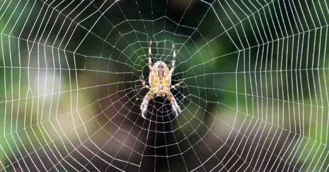 Rüyada örümcek görmek ne anlama gelir? Rüyada canlı örümcek görmek ne anlama gelir? Rüyada örümcek görmek ne demek diyanet?