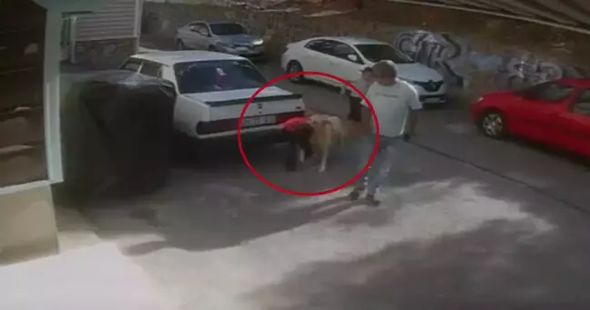 Sokak Köpeği Saldırısında 6 Yaşındaki Çocuk Yaralandı