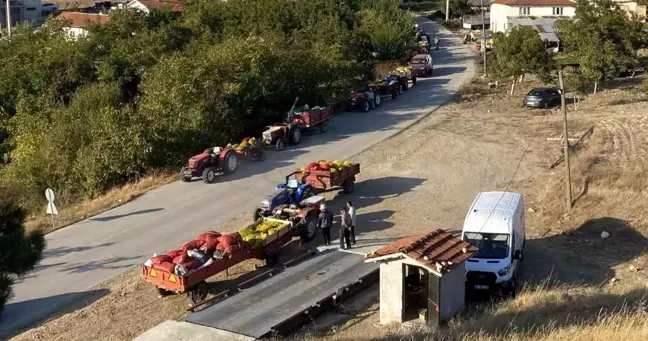 Bilecik'te Ceviz Hasadı Yoğun İlgi Görüyor