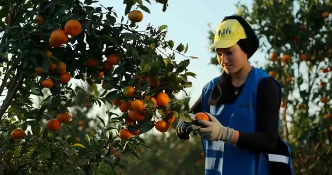 Yaş meyve ve sebze ihracat rekortmeni Altun'dan halka arz başvurusu