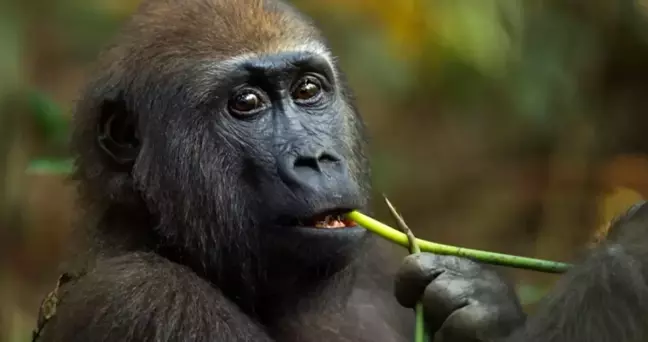 Gorillerin Tedavi Süreçleri ve Tıbbi Bitkiler