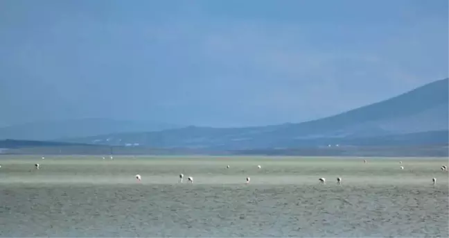 Seyfe Gölünde Kuş Hareketliliği