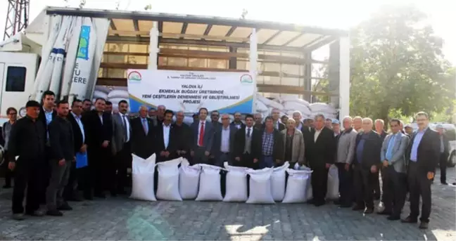 Yalova'da Çiftçilere 26 Ton Buğday Tohumu Dağıtıldı