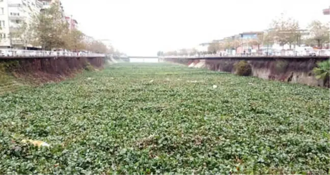 Görüntüler İçler Acısı! Ters Akmasıyla Bilinen Asi Nehri Tarlaya Döndü
