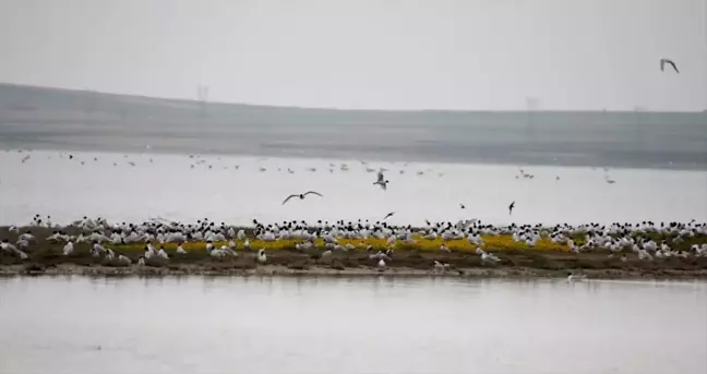 Turistlere Seyfe Gölü'ndeki Martıların Görsel Şovuna Davet