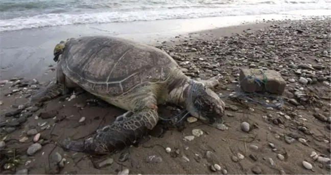 Antalya'da görülmemiş eziyet: Caretta carettaya taşla vurup, üzerine bindiler