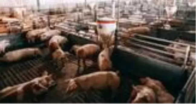G4 EA H1N1 nedir? Yeni domuz gribi virüsü nedir? Yeni domuz gribi virüsü pandemiye neden olur mu?