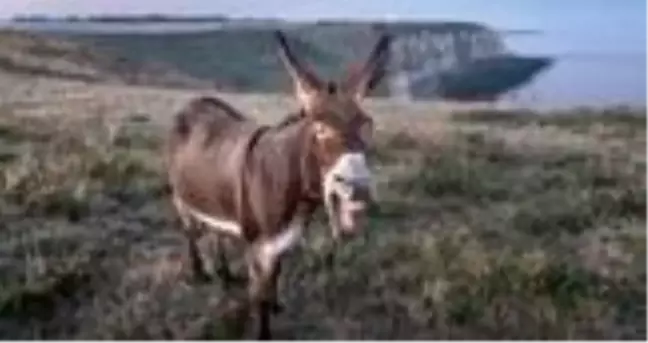 Rüyada eşek görmek ne anlama gelir? Rüyada eşek görmek ve eşek eti yemek ne demektir? Rüyada eşek görmek nasıl yorumlanır?