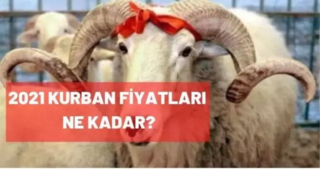 2021 kurbanlık fiyatları ne kadar? Vekaletle kurban fiyatı ne kadar? Diyanet İşleri açıkladı!