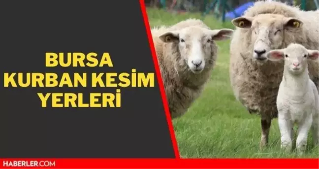 Bursa kurban pazar, kesim ve satış yerleri! 2021 Bursa kurbanlık pazar yerleri, satış yerleri ve kurban kesim yerleri nerede? İletişim bilgileri!