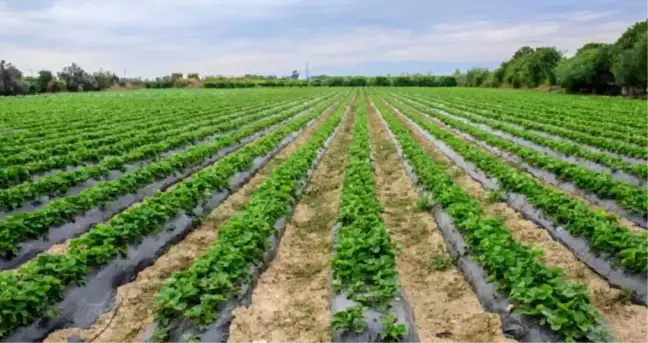 Çilekte pestisitle mücadeledeki başarı ihracatta rekor getirdi
