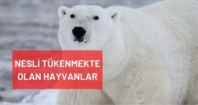Nesli tükenmekte olan hayvanlar nelerdir? Dünyada nesli tükenmek üzere olan hayvanlar hangileridir?
