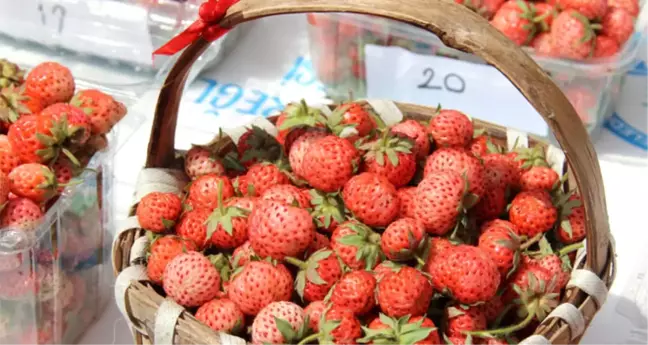 Osmanlı Çileğinin Tescillenip Çoğaltılma Projesi