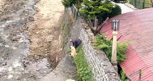 Bursa'da Mahsur Kalan Kangal Köpekler Sahibinin Cesaretiyle Kurtarıldı