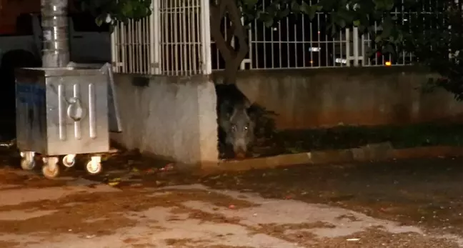 Adana'da şehre domuz indi