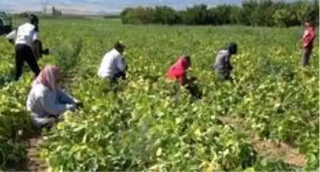 Isparta'nın Garip köyünde yılda 4 bin ton barbunya üretilip milli ekonomiye katkı sağlanıyor