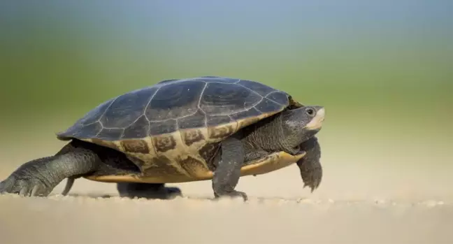 Kahve falında kaplumbağa görmek ne demek?