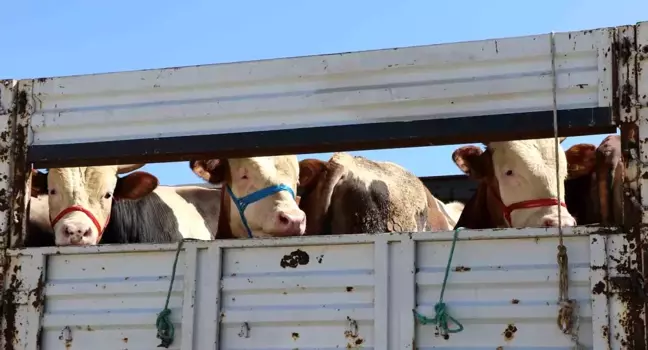 Kurban Bayramı'nda Doğu Anadolu'dan Batı illerine kurbanlıklar gönderiliyor