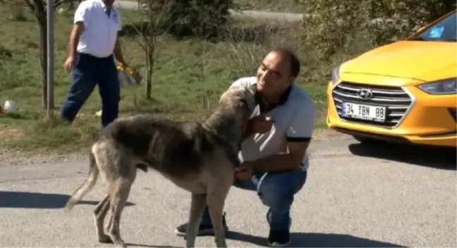 Sabiha gökçen havalimanı'nda görevli taksiciler sokak hayvanlarını elleriyle besledi