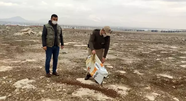 Karaman'da sokak hayvanlarına yem bırakıldı
