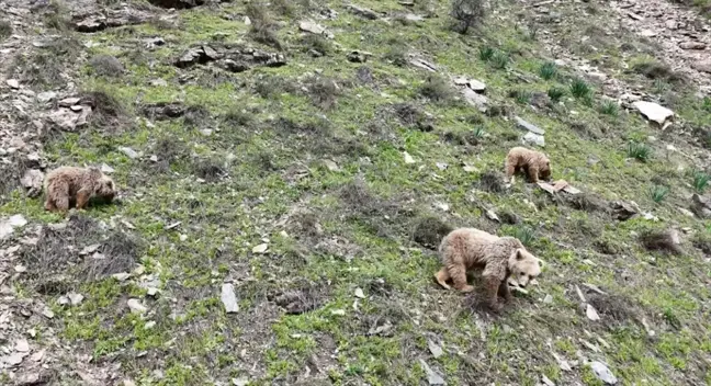 Munzur Vadisi Milli Parkı'nda Uyanan Bozayı ve Yavrusu