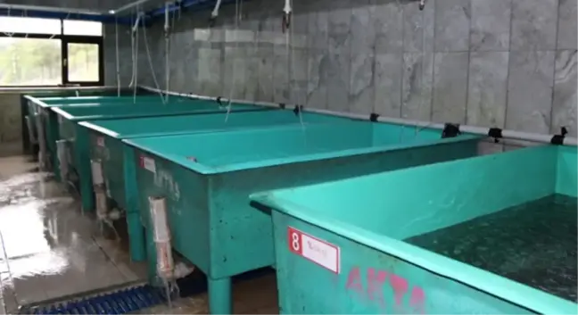 Türkiye'nin Derelerinin Alabalığı Trabzon'dan