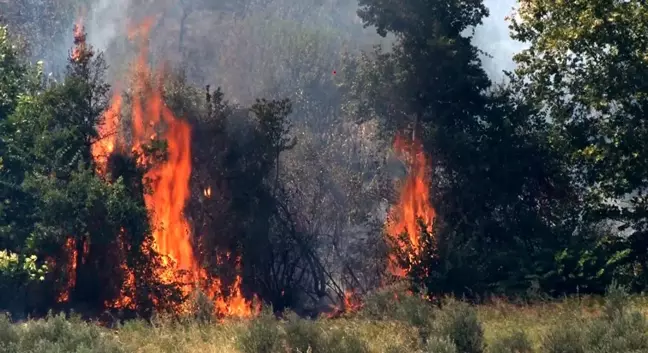 Hatay'da Zeytinlik Yangını İtfaiye Tarafından Söndürüldü