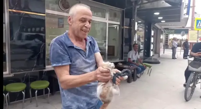 Samsun'da otomobilin altına giren kedi kurtarıldı