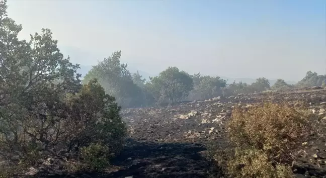 Tokat'ın Zile ilçesinde çıkan örtü yangını söndürüldü