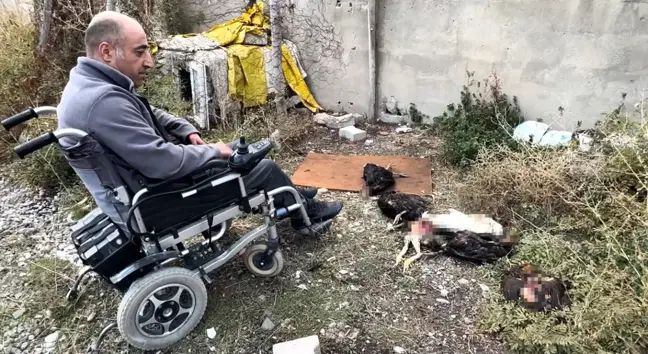 Başıboş Köpekler Yüksekova'da Tavukları Telef Etti