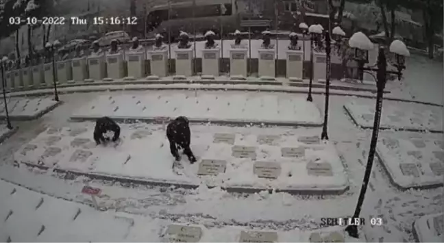 Çanakkale'de 2 genç, karla kaplanan şehitlikteki mezar taşlarını temizledi; o anlar kamerada