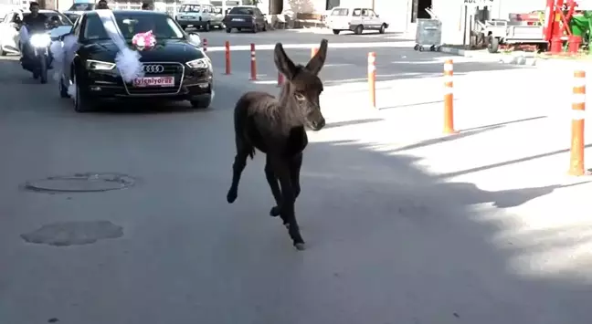 Kütahya'da düğün konvoyuna sıpa eşlik etti