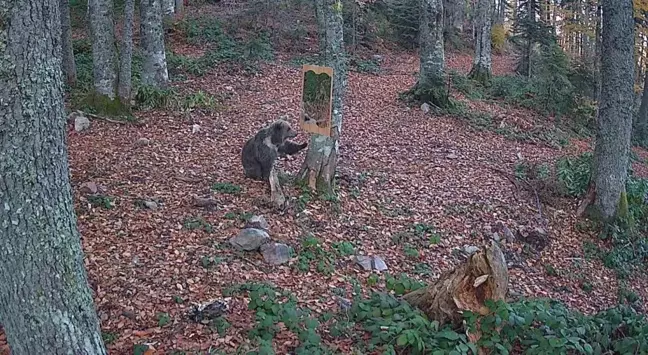 Bartın'da Ayna ile Yaban Hayvanlarının Eğlenceli Anları